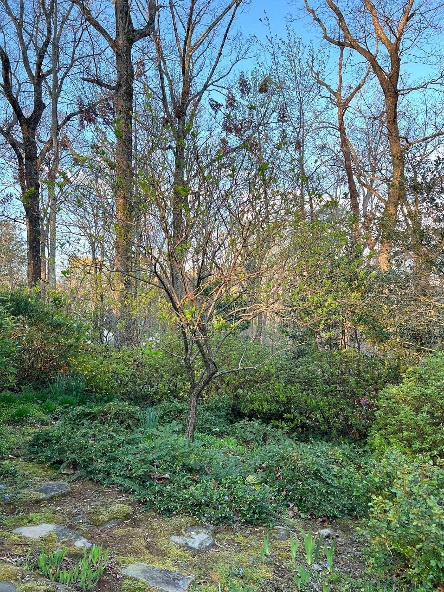 Studio Guest Suite In Forest Cottage Tryon Екстериор снимка