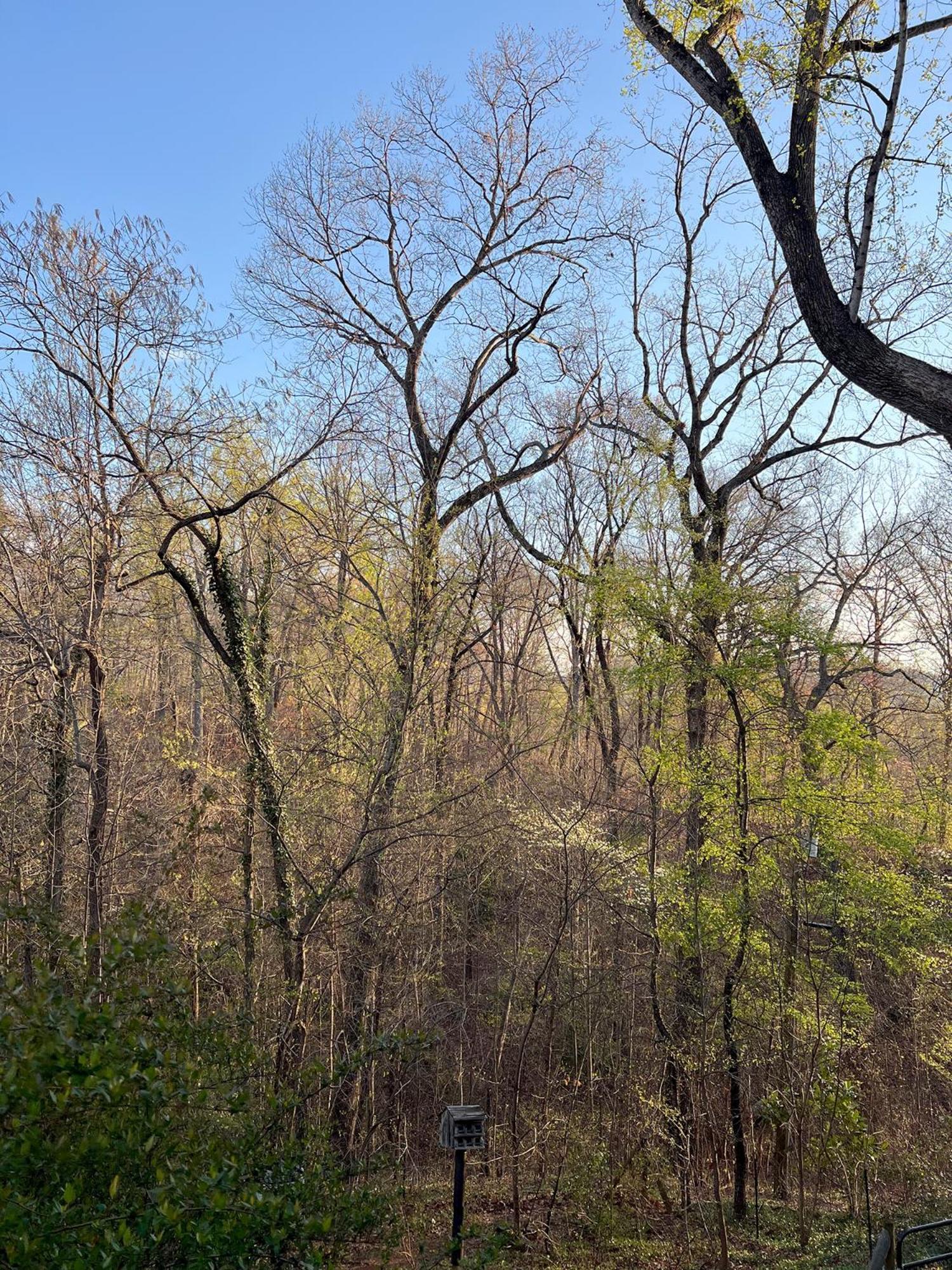 Studio Guest Suite In Forest Cottage Tryon Екстериор снимка
